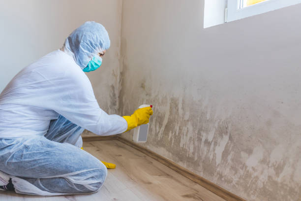 Licensed Basement Mold Remediation service in Plantation, FL - Car Mold Remediation