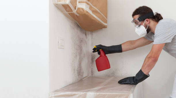 Professional Basement Mold Remediation technician working in Plantation, FL
